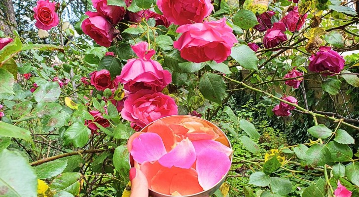 Vul je huis met de geur van rozen met 3 DIY methodes om te proberen