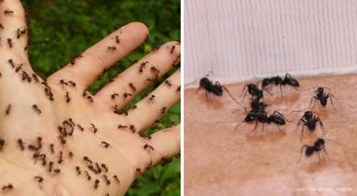 Några säkra lösningar för att hålla myror långt borta från ditt hem