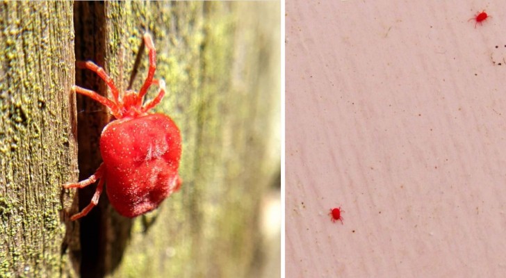 Rote Spinnmilben auf dem Balkon: 5 gute Strategien, um sie von unserer Wäsche fernzuhalten