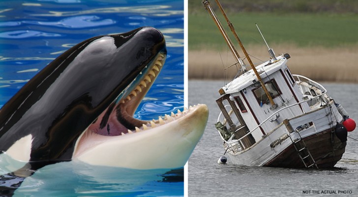 Ein Killerwal hat aus "Rache" begonnen, Boote anzugreifen, und seine Artgenossen machen es ihm nach