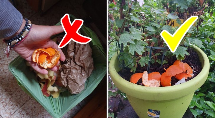 Waarom ze weggooien? 9 manieren waarop sinaasappelschillen nuttig zijn in huis en tuin