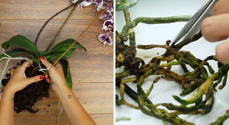 10 step importanti per prenderti cura della tua orchidea