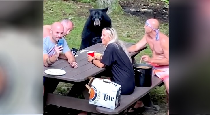 En björn är med på familjepicknicken och videon som filmar hela scenen är verkligen underhållande (+VIDEO)