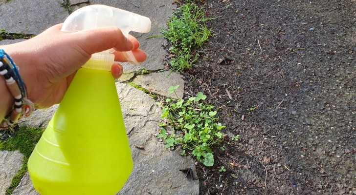 Als je onkruid niet langer in je tuin wilt zien, gebruik dan deze natuurlijke, DIY methode