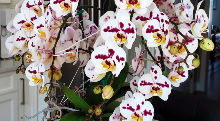Dank der Flaschenmethode sind Ihre Orchideen langlebig und gedeihen prächtig
