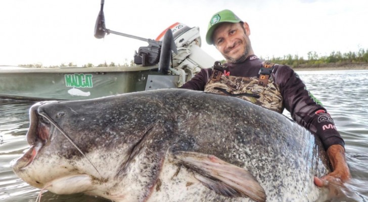 Pêché dans une rivière italienne le plus gros poisson silure glane jamais vu