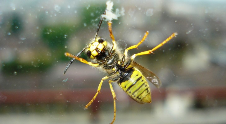 Eliminate per sempre le vespe da casa vostra con questa ricetta facile ed economica