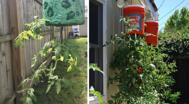 4 bra skäl att odla tomater upp och ner och instruktionerna på 7 steg för att lyckas