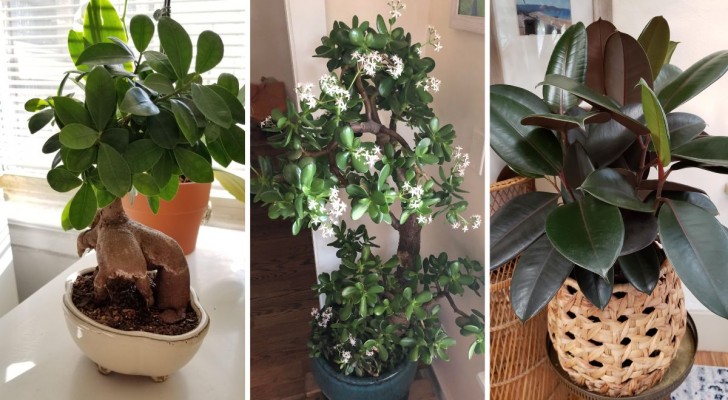 Glückliche Zimmerpflanzen: 10 Arten, die wir in unseren Häusern anbauen sollten