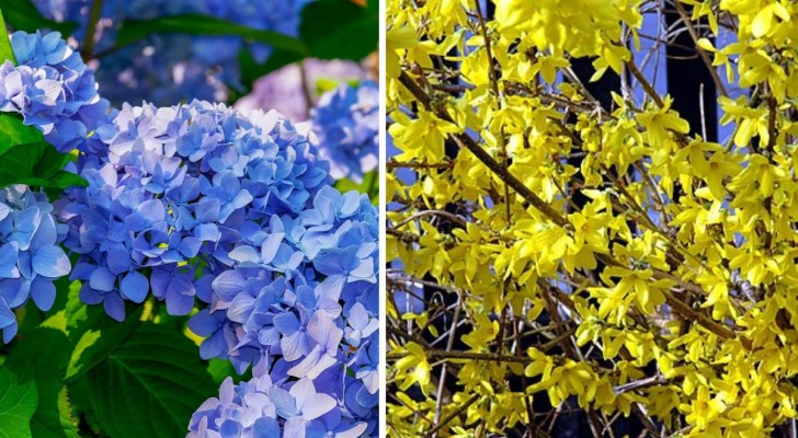 Provate queste 5 talee primaverili per un rigoglioso giardino fiorito a costo zero