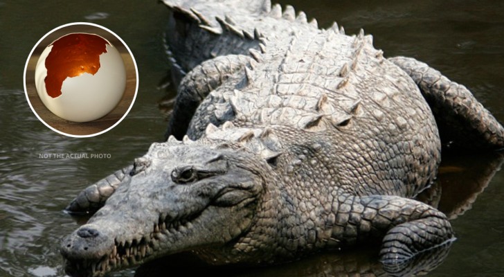 Krokodiler kan fortplanta sig utan att para sig: den extraordinära upptäckten