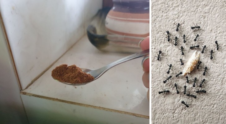SOS myror: 3 enkla naturliga medel för att hålla dem borta från hemmet