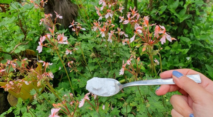 1 eetlepel voor echt weelderige geranium- en hortensiaplanten
