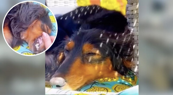 Esperto di cani spiega i segni rivelatori di un attacco di calore in un cucciolo