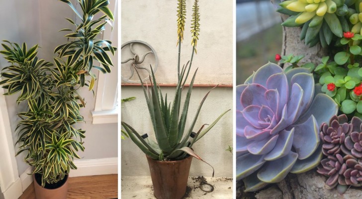 7 Zimmerpflanzen, die man im Sommer mit nach draußen nehmen kann