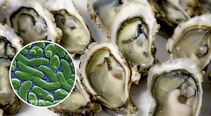Mann verliert sein Leben, nachdem er rohe Austern gegessen und sich mit einem bekannten Bakterium infiziert hat