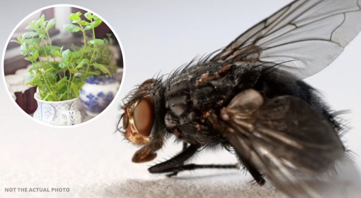 Esperto rivela un rimedio naturale per tenere lontane le mosche durante l'estate