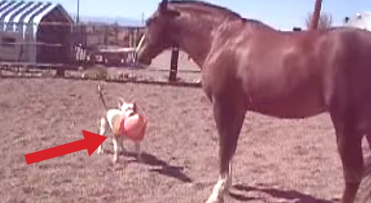 En hund kommer fram till en häst och vill leka: det som händer är otroligt!