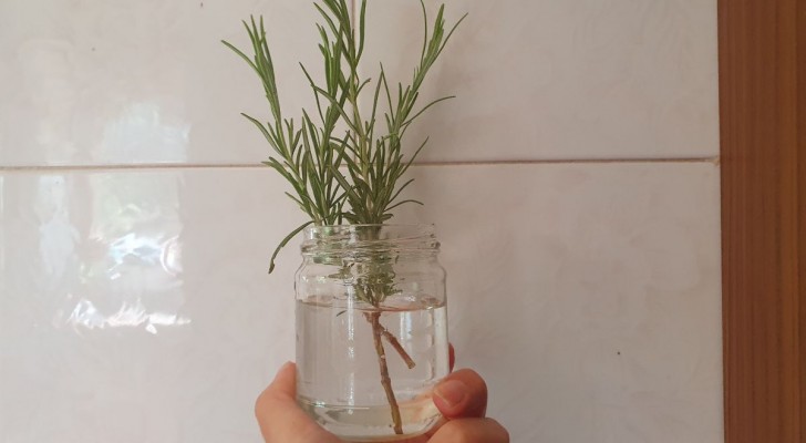 Un rametto di rosmarino per creare nuove piante: due metodi da provare