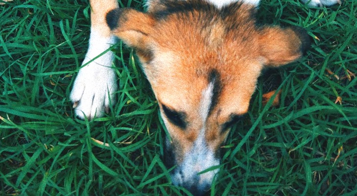 Se hai un cane e il prato di erba sintetica devi conoscere l'allarme che ha lanciato un veterinario