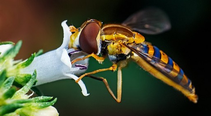 11 insetti amichevoli e utili che non dovreste mai cacciare dal vostro giardino