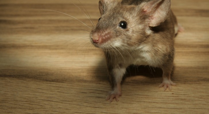 De 10-stappenmethode om voorgoed van muizen af te komen