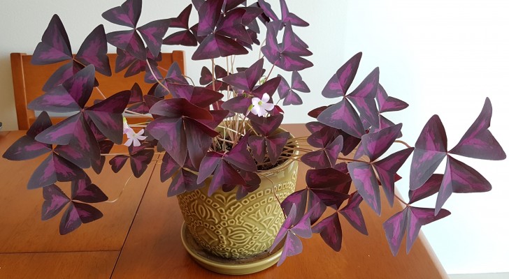 7 piante amanti dell'ombra da coltivare in vaso dentro casa o in giardino