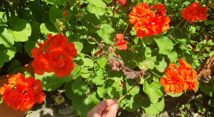 Voor altijd bloeiende geraniums kun je twee eenvoudige, gratis middelen gebruiken
