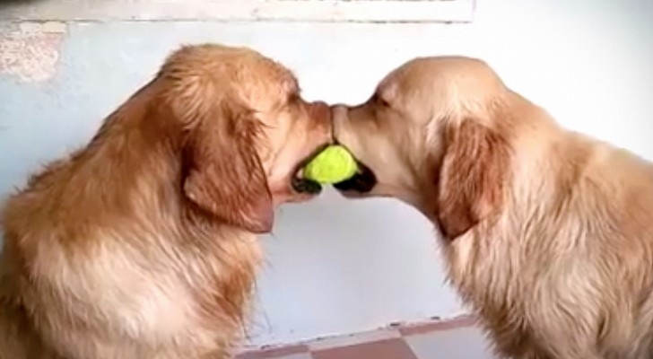 2 dogs want the same ball, but what the third one does is hilarious !