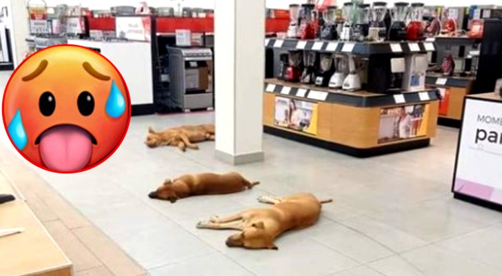 Ondata di calore: questo negozio permette ai cani di entrare al suo interno per potersi rinfrescare (+ VIDEO)