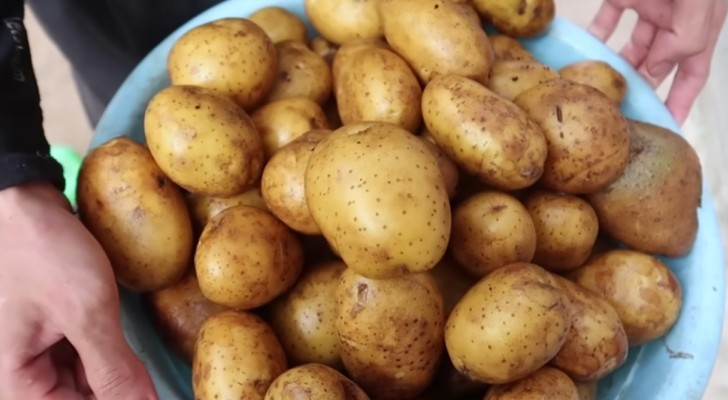 Coltivare patate tutto l'anno senza alcun bisogno di "scavare": il metodo facile e rivoluzionario! (+VIDEO)