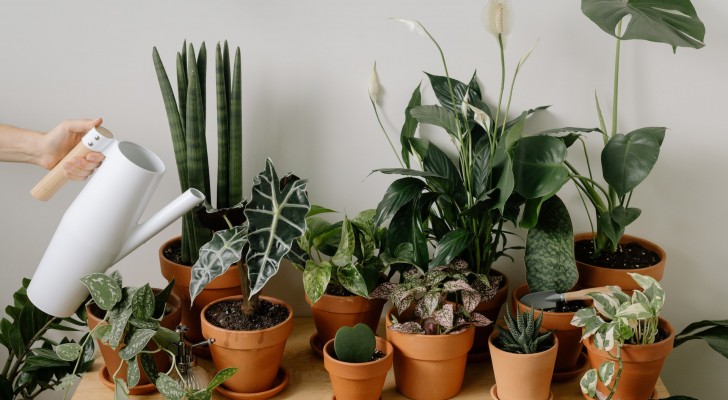 I 10 errori più comuni nella cura delle nostre piante d'appartamento