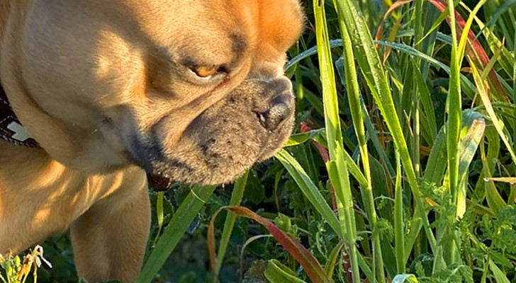 Anledningen till att hundar äter gräs är inte den du tror