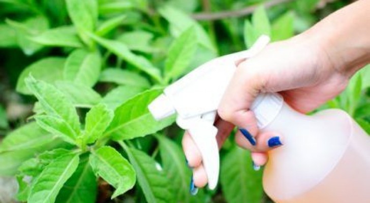 Eliminate le erbacce in modo naturale e sicuro con questi 6 diserbanti fai da te