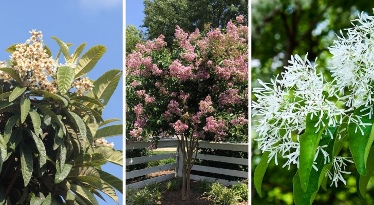 En oas av skugga, blommor och frukt i trädgården: 5 små och lättskötta träd att beundra