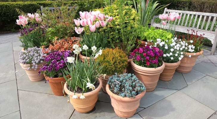 15 consigli utili per proteggere i vasi di piante dall'ondata di caldo