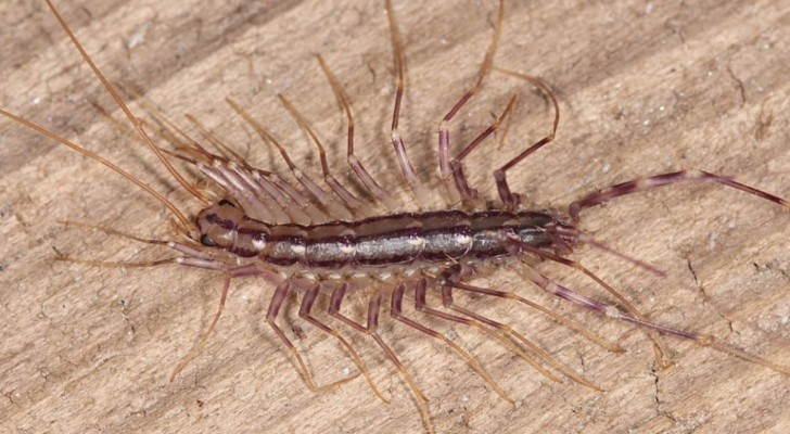 Om du ser denna insekt i ditt hem jaga inte bort den: den kan vara väldigt nyttig