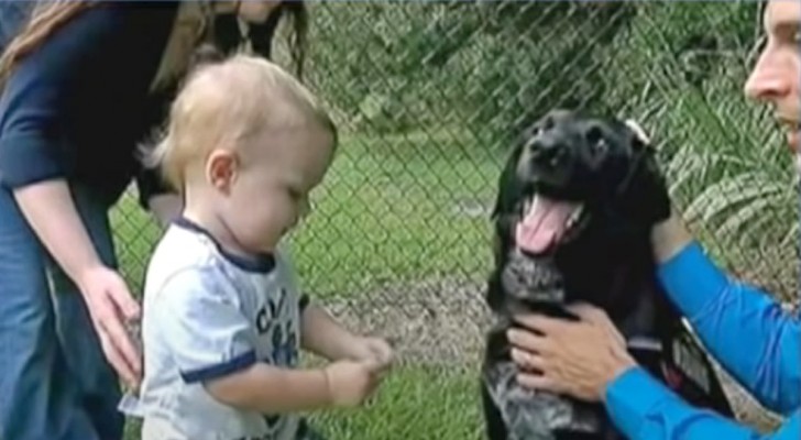 Perro de familia advierte a los padres del maltrato sufrido por su bebé (+ VIDEO)