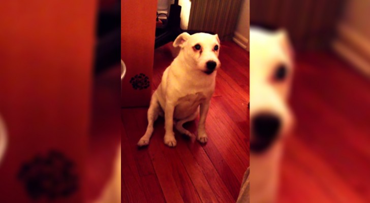 She tells her dog off for making a mess ... what happens next, will make you laugh!