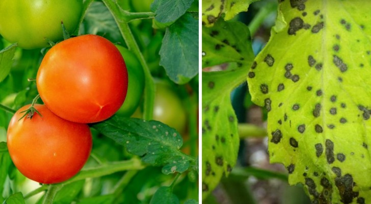 Orto domestico: quali sono le 10 principali malattie dei pomodori e come prevenirle e curarle