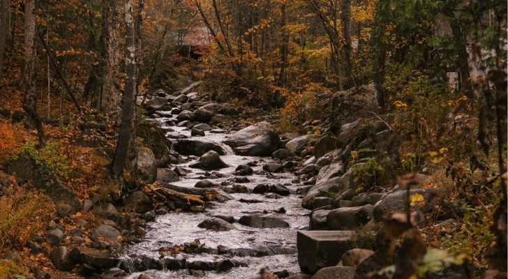 Riesci a trovare lo scoiattolo nascosto nel bosco? Se ce la fai hai una vista impeccabile