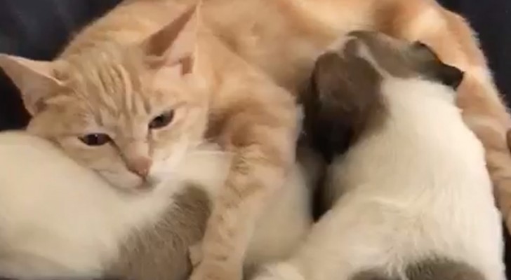 Gatta perde tutti i suoi piccoli, ma ha ancora tanto amore da dare: "adotta" dei cuccioli di cane (+VIDEO)