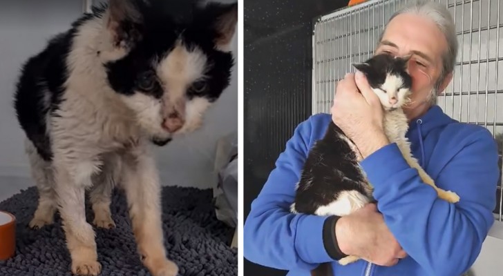 Een 25-jarige kat herenigt zich met haar familie en huilt van vreugde als ze ze ziet (+VIDEO)