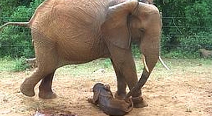 Efter ett år så kommer elefanten tillbaks till hemmet där hon har vuxit upp: orsaken är ofattbar