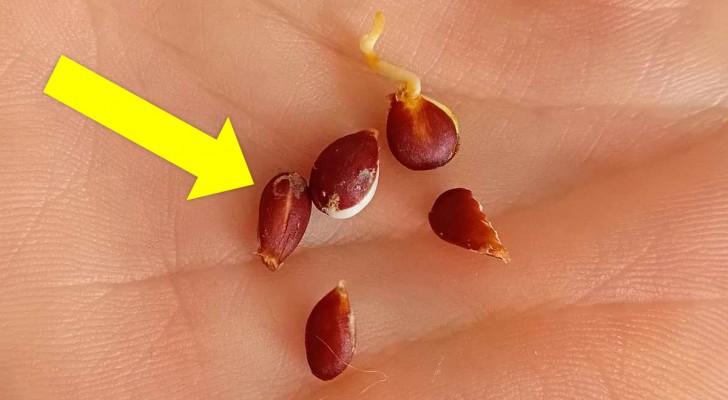 I semi di questo frutto comune non andrebbero mangiati: il motivo per cui è meglio evitarli