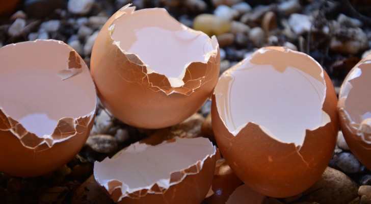 Natürliche Düngemittel mit recycelten Materialien: das Rezept mit Eierschalen