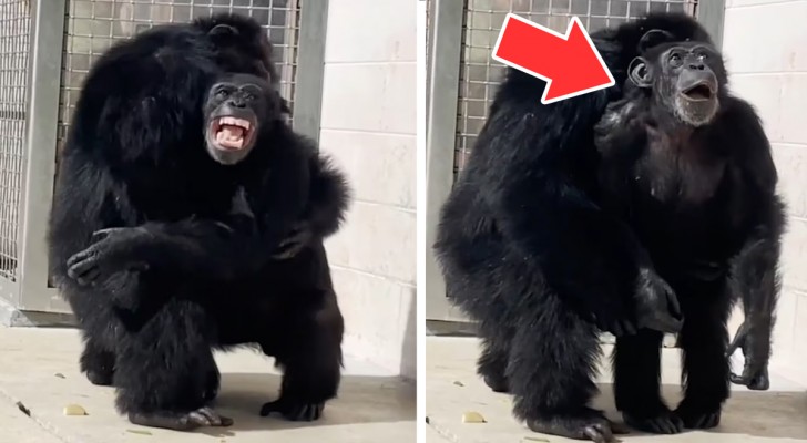 Ein Schimpanse wird aus einem Labor befreit und sieht zum ersten Mal den Himmel: seine Reaktion ist großartig