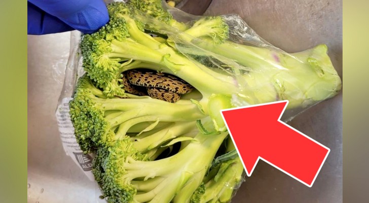 Man buys a bunch of broccoli at the supermarket and finds a snake inside it