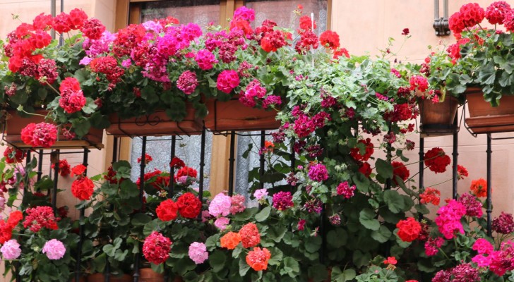 Gerani colorati e rigogliosi tutto l'anno? Prova questi trucchi consigliati dai fiorai