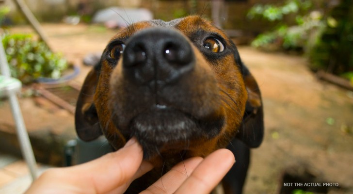 Veterinario salva un cane dal soffocamento con poche semplici mosse (+VIDEO)